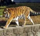 Tiger that roaming AP and Telangana boarder Villages