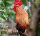 German couple sick neighbours rooster crowing legal action removed