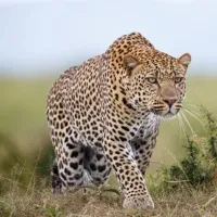 Leopard spotted at Tirupati SV Veterinary University campus
