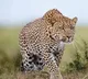 Leopard spotted at Tirupati SV Veterinary University campus