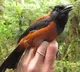 Hooded pitohui the worlds first scientifically confirmed poisonous bird