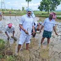 VV Lakshminarayana completes paddy plantation