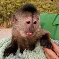 Monkey calls emergency service from zoo