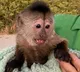 Monkey calls emergency service from zoo