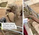Elephant returns shoe that fell in enclosure