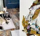 Dogs eat winning lottery ticket