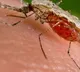 List of vector borne diseases caused by mosquito bite