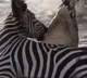 Zebra sinks teeth crocodiles throat in Kenya