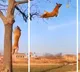Belgian shepherd Dogs climbing tree and snatching fruit