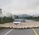 Hundreds of ducks surround car stop traffic