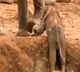 Baby elephant gets help from females in the herd to get out of a ditch