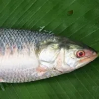 2 kilo pulasa fish sold for Rs 19 thousand