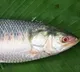 2 kilo pulasa fish sold for Rs 19 thousand