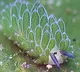 Leaf sheep Different organism that runs on solar power