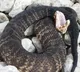 Cottonmouth snake swallows Burmese python