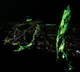 Close to us is a forest that glows in the dark Trees and bushes are emitting light