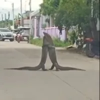 Monitor lizards wrestling in the middle of the road