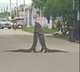 Monitor lizards wrestling in the middle of the road