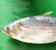 another pulasa fish got high rate in yanam market