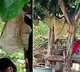 Woman chills without worry with a cobra lying on her in viral video