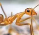 Yellow Crazy Ants That Are Leaving Snakes Dead And Causing Cattle To Go Blind In Tamil Nadu