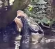 Crocodile eats another Crocodile video here