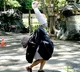 Zoo worker dons ostrich costume for escape drill