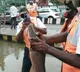 Fishes on Bangalore road after heavy rains lashed the city
