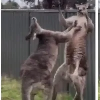 Kangaroo wrestling Here is the viral video