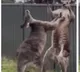 Kangaroo wrestling Here is the viral video