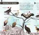 Forest Department released poster on the occasion of International Vulture Awareness Day