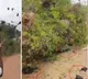 Baby birds fall to death after tree gets chopped down in Kerala
