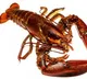 Maryland professors made sustainable batteries with Lobsters shells