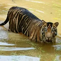 Madhya Pradesh Woman Fights Off Tiger Saves Son From Its Jaws