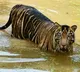 Madhya Pradesh Woman Fights Off Tiger Saves Son From Its Jaws