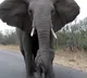 Elephant mother stops calf from getting too close to safari tourists