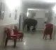 Elephants enters in to Army hospital in West Bengal