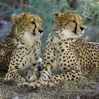 PM Modi will inaugurates rare project of Cheetahs Translocation