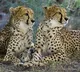 PM Modi will inaugurates rare project of Cheetahs Translocation