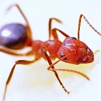 Ants invasion forces people to flee from Odisha village