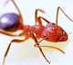 Ants invasion forces people to flee from Odisha village