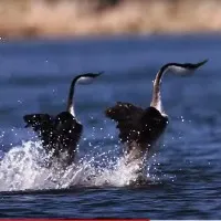 This bird is the heaviest animal capable of walking on water