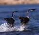 This bird is the heaviest animal capable of walking on water
