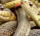 After floods Bengalureans now face snakes rodents menace