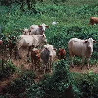67K cattle died so far by lumpy skin disease