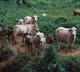 67K cattle died so far by lumpy skin disease