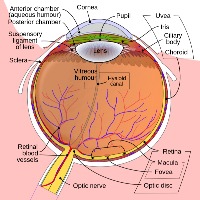 Take care of your eyes: Vision is a precious gift, so learn to love and cherish it