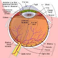 Take care of your eyes: Vision is a precious gift, so learn to love and cherish it
