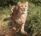 Cheetahs Coming back to India after 74 long years