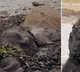 Elephants stuck in mud for two days get rescued in Kenya Video is viral